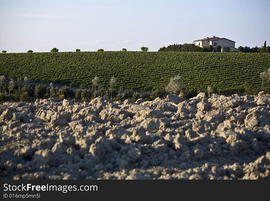 Beautiful vineyard in Tuscan, Italy. Beautiful vineyard in Tuscan, Italy