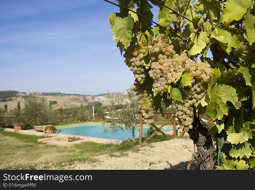 Close-up of green grapes in vine in the Tuscan countryside