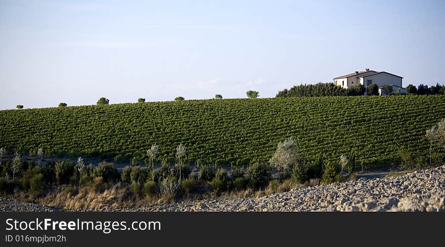 Vineyards at sunset