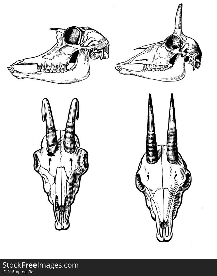 Skull of the wildlife on white background