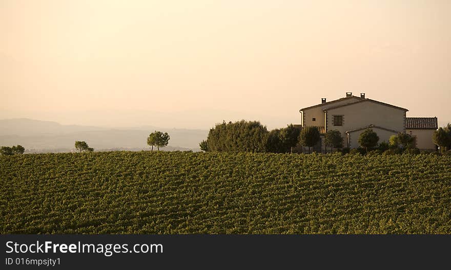 Vineyards At Sunset