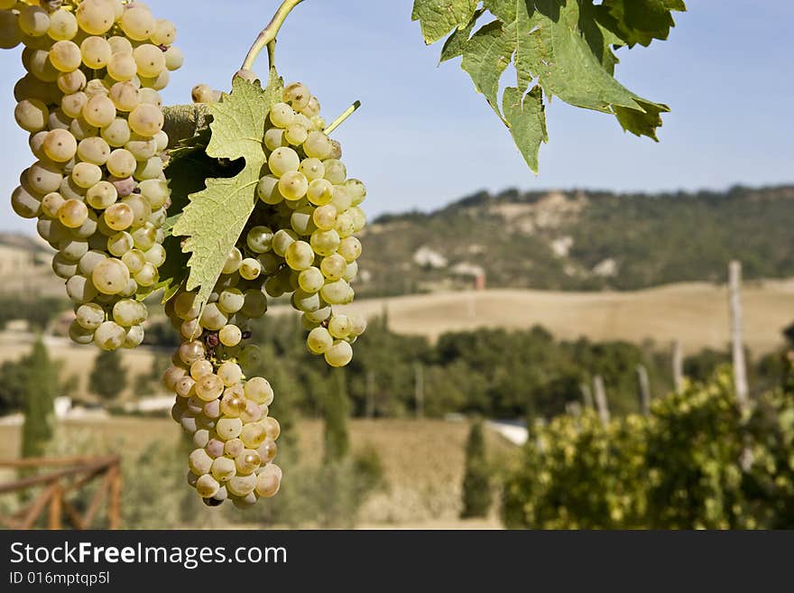 Close-up of green grapes in vine in the Tuscan countryside