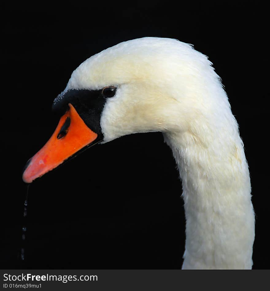 A close-up shot of a swan taking a drink, isolated on a dark background. A close-up shot of a swan taking a drink, isolated on a dark background.