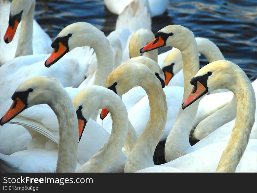 Many Swans Gathered