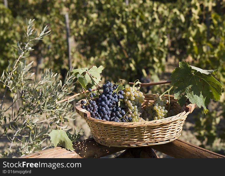 Basket of Grapes, after the vintage in the Tuscan countryside