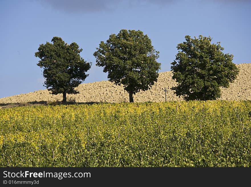 Beautiful vineyard in Tuscan, Italy. Beautiful vineyard in Tuscan, Italy