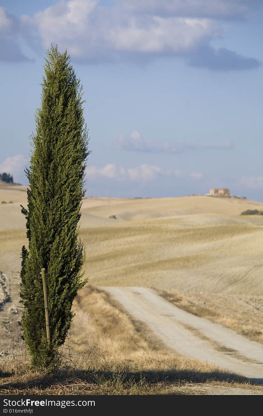 Cypress trees on the hill top - typical tuscan landscape. Cypress trees on the hill top - typical tuscan landscape