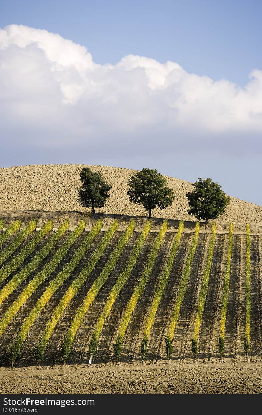 Beautiful vineyard in Tuscan, Italy. Beautiful vineyard in Tuscan, Italy