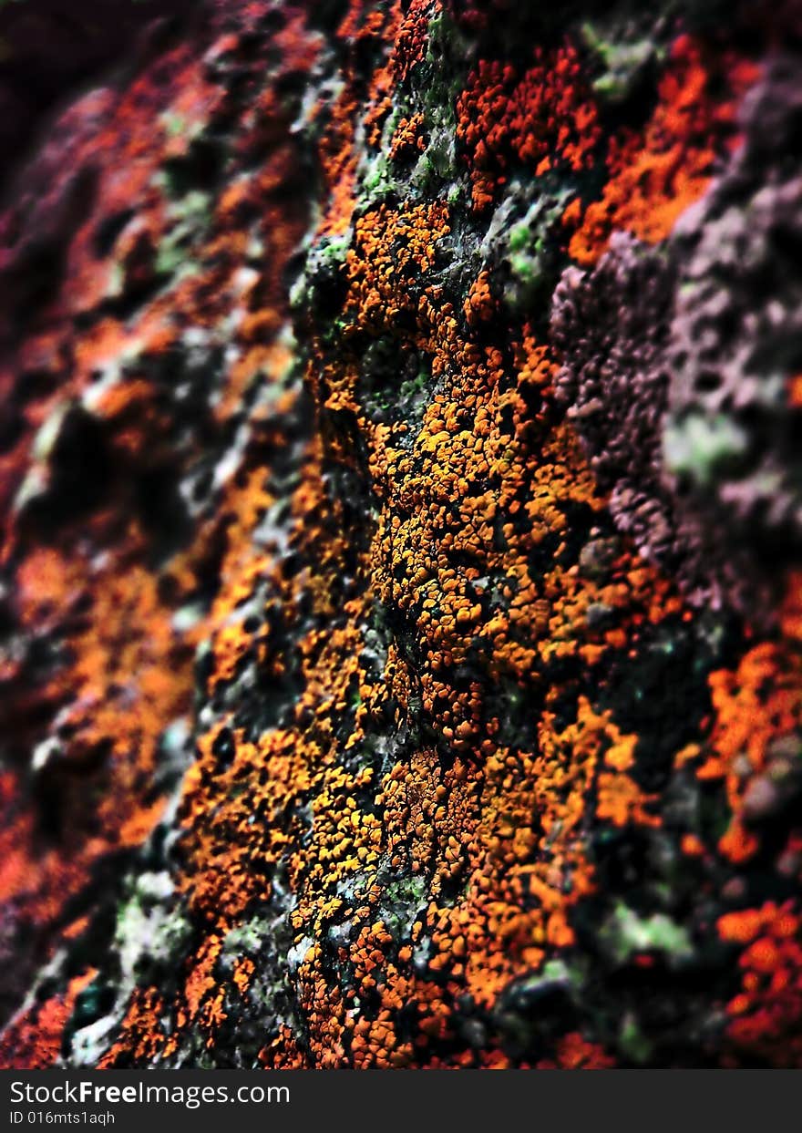 Red Lichen