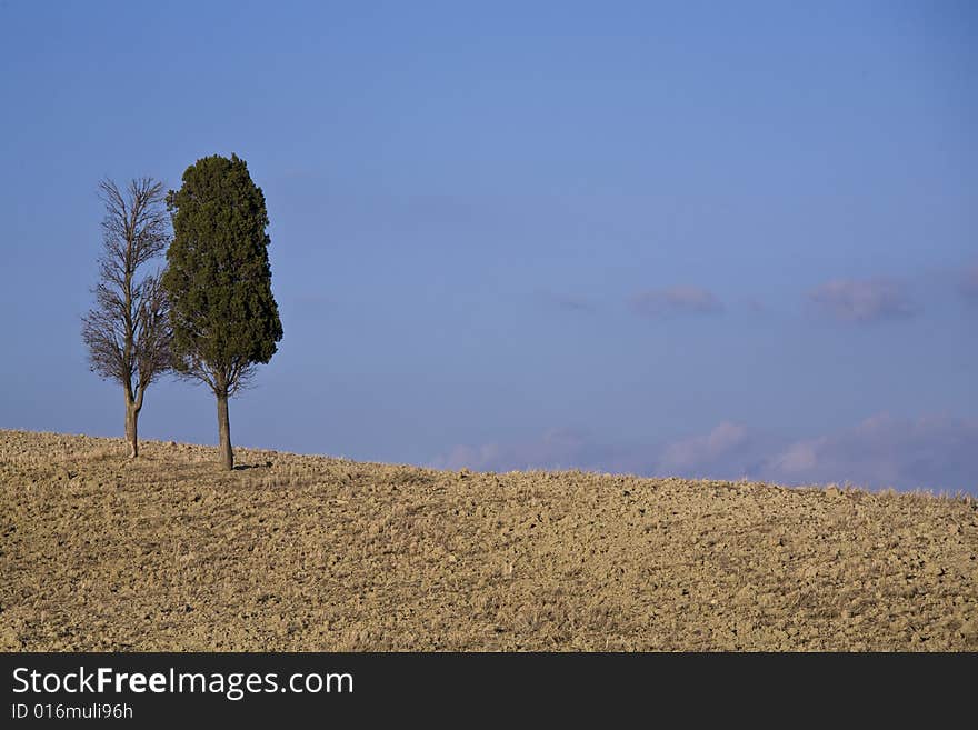 Cypress tree on a hill top