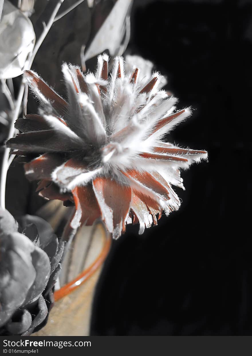 A flower in a vase on black. A flower in a vase on black.