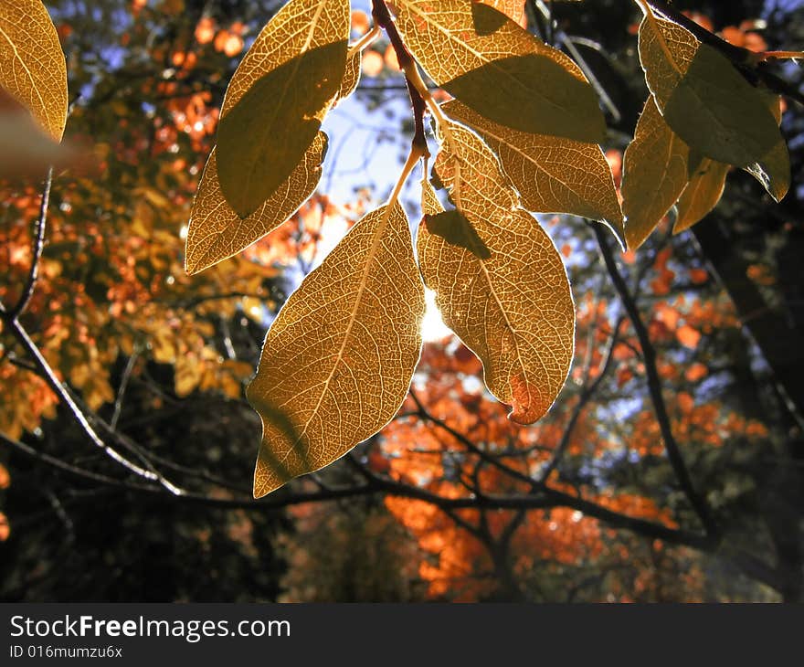 Autumn Colors