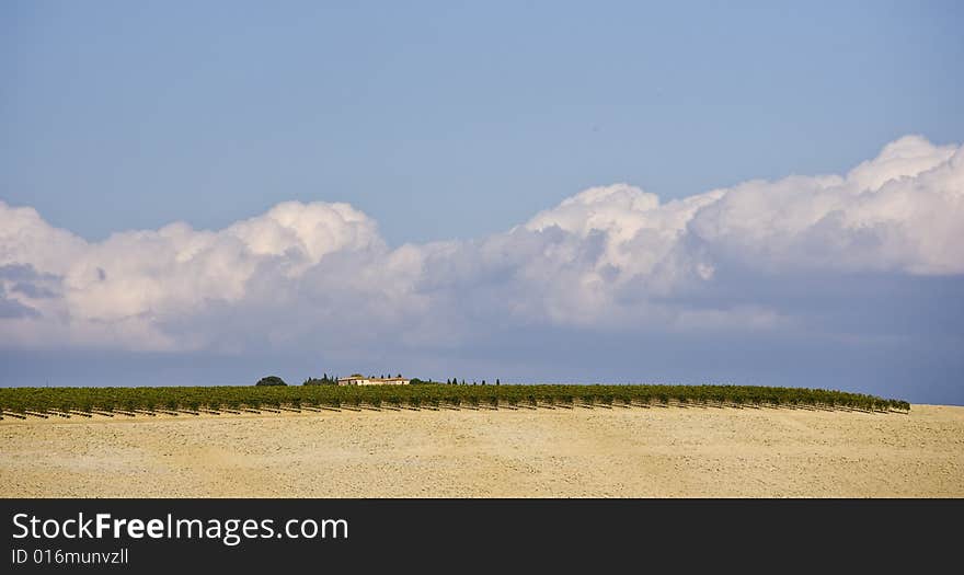 Beautiful vineyard in Tuscan, Italy. Beautiful vineyard in Tuscan, Italy