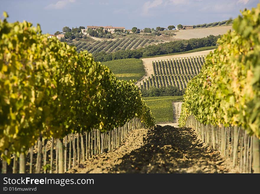 Vineyards at sunset