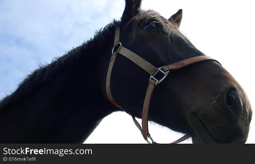 Horse Portrait