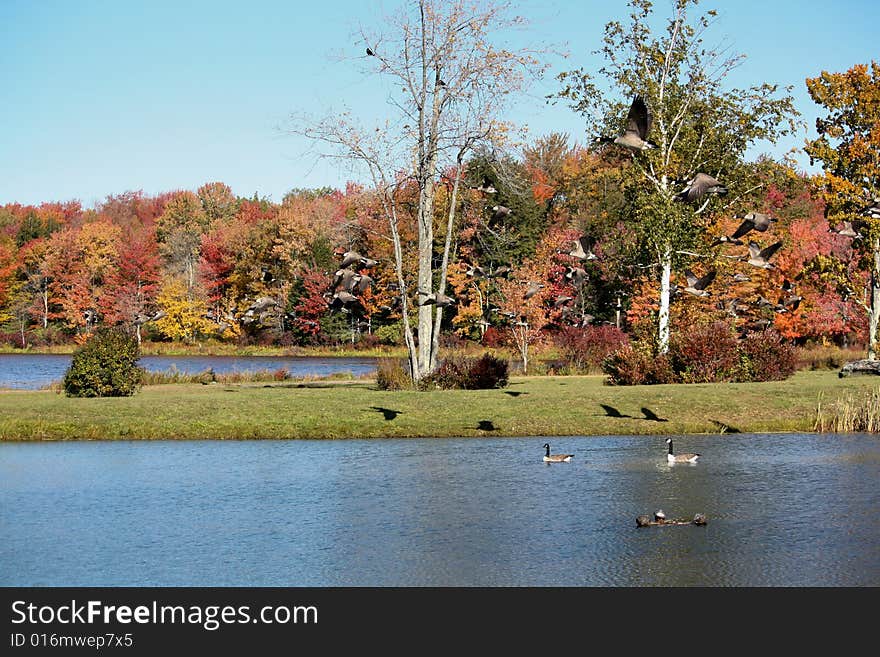 Flying geese