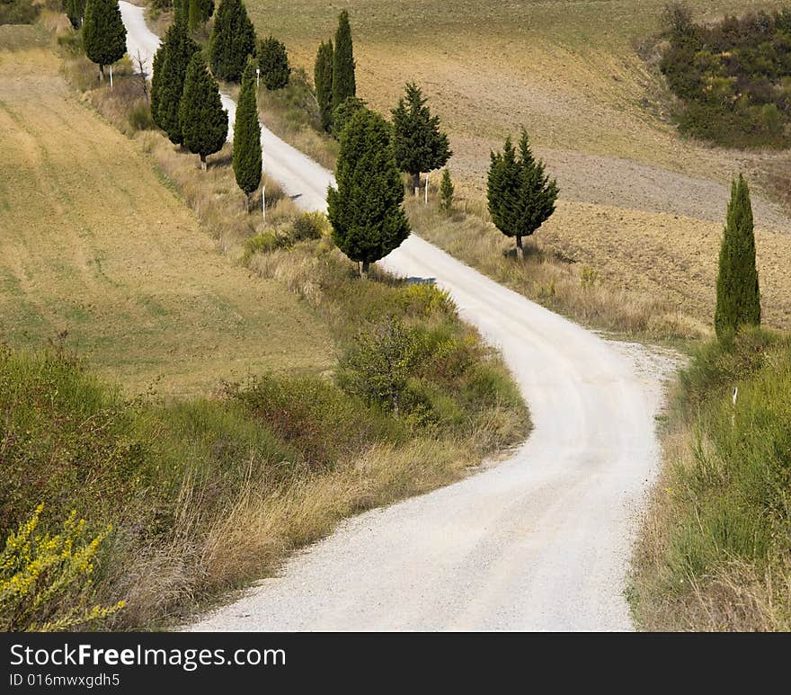 Cypress alley