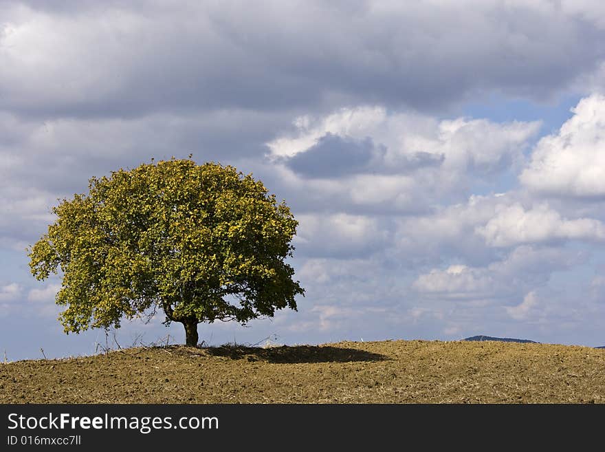 Field landscape with isolated tree