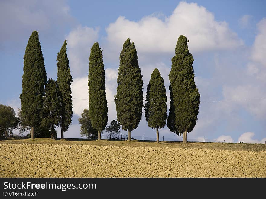 Tuscan landscape, cypress