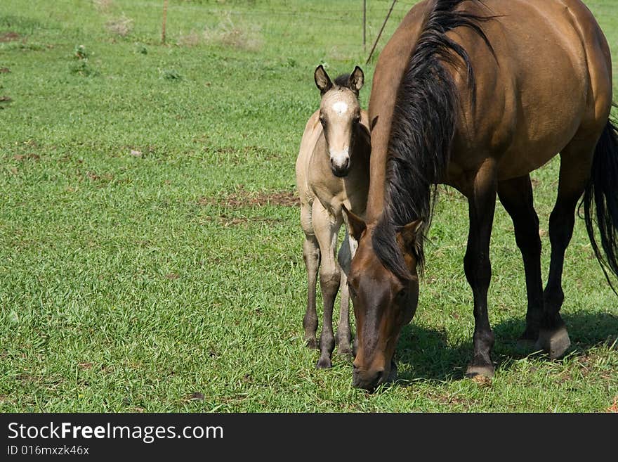 Quarter Horse Mare And Foal