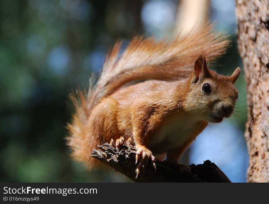 Squirrel on tree in the forest close up. Squirrel on tree in the forest close up