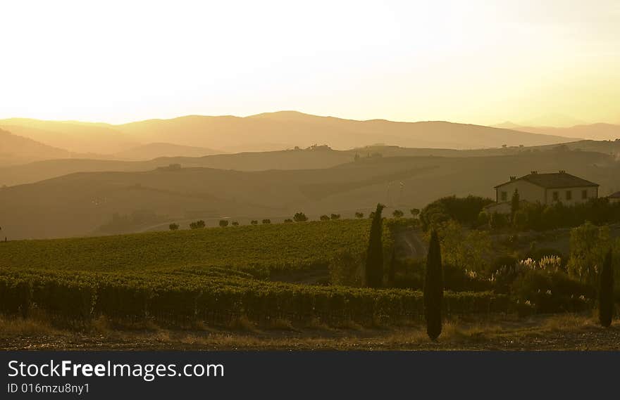 Rows of grapevines trailing into the distance. Rows of grapevines trailing into the distance