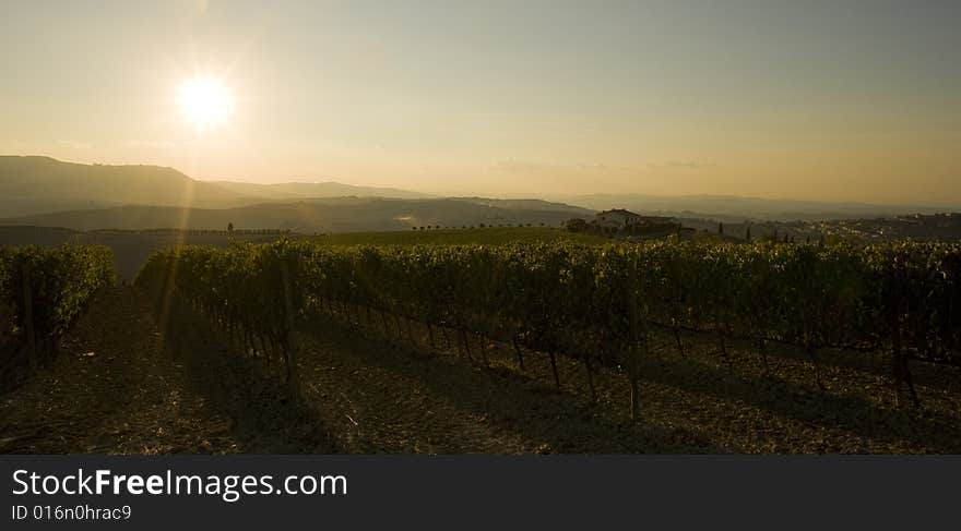 Rows of grapevines trailing into the distance at the sunset. Rows of grapevines trailing into the distance at the sunset