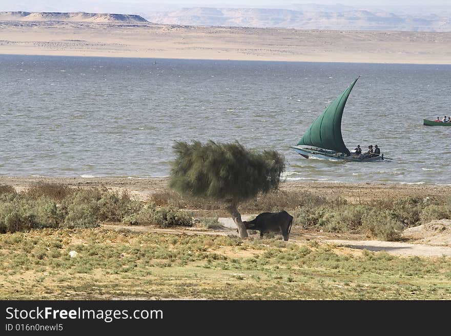 Cow and tree with fishing boat in the lake behind them... Egyptian country side. Cow and tree with fishing boat in the lake behind them... Egyptian country side...