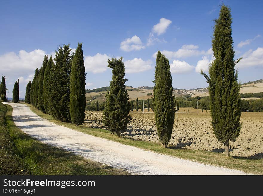 Image of Tuscan typical landscape, row of Cypress. Image of Tuscan typical landscape, row of Cypress