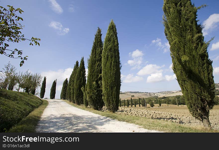 Tuscan landscape, Cypress