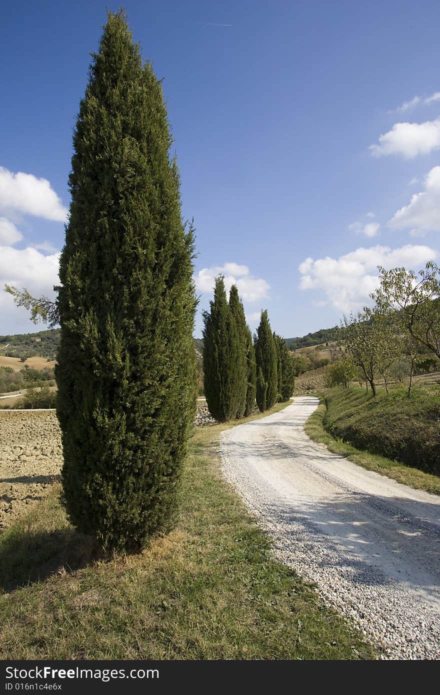 Tuscan landscape, Cypress