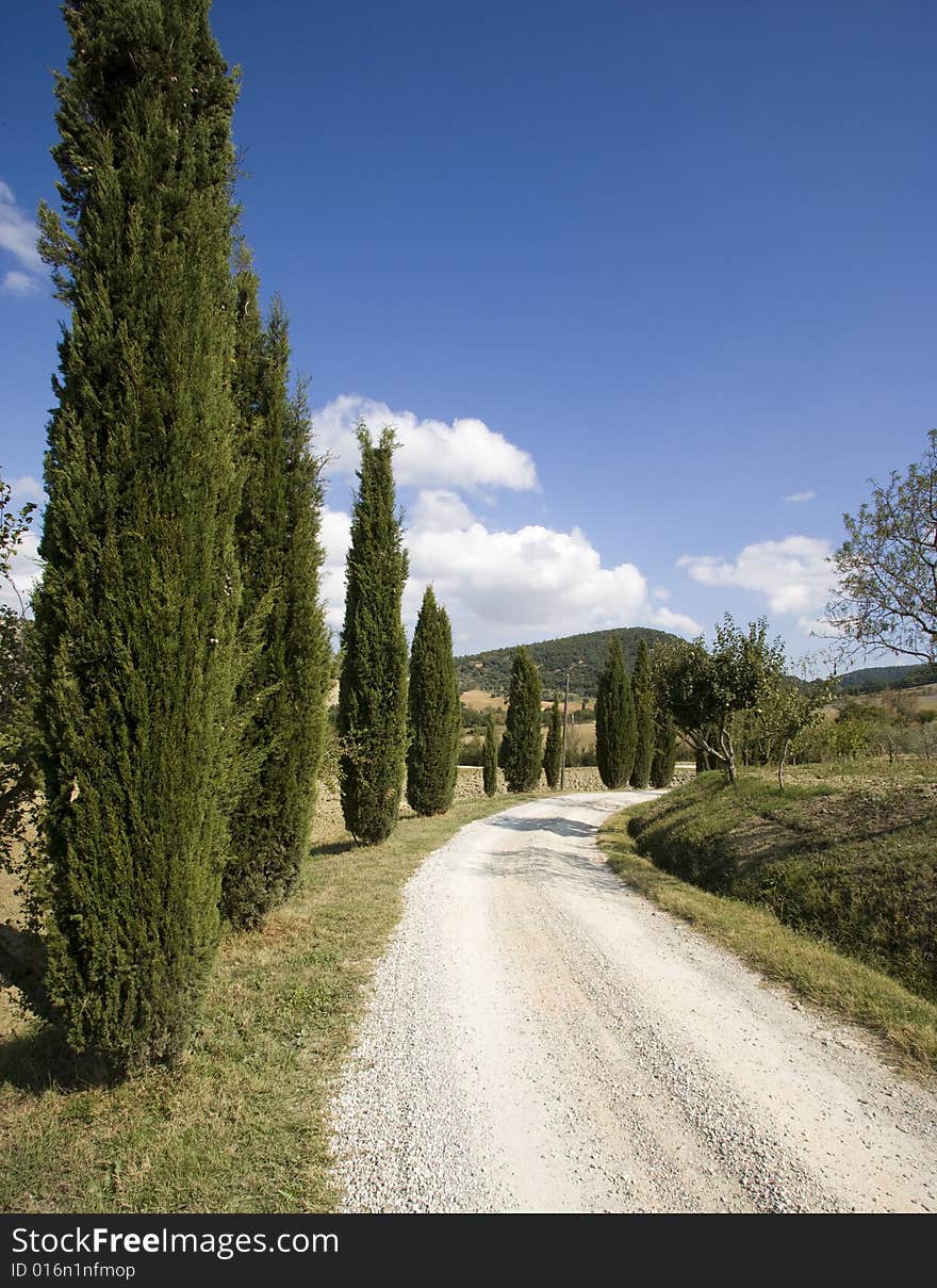 Tuscan landscape, Cypress