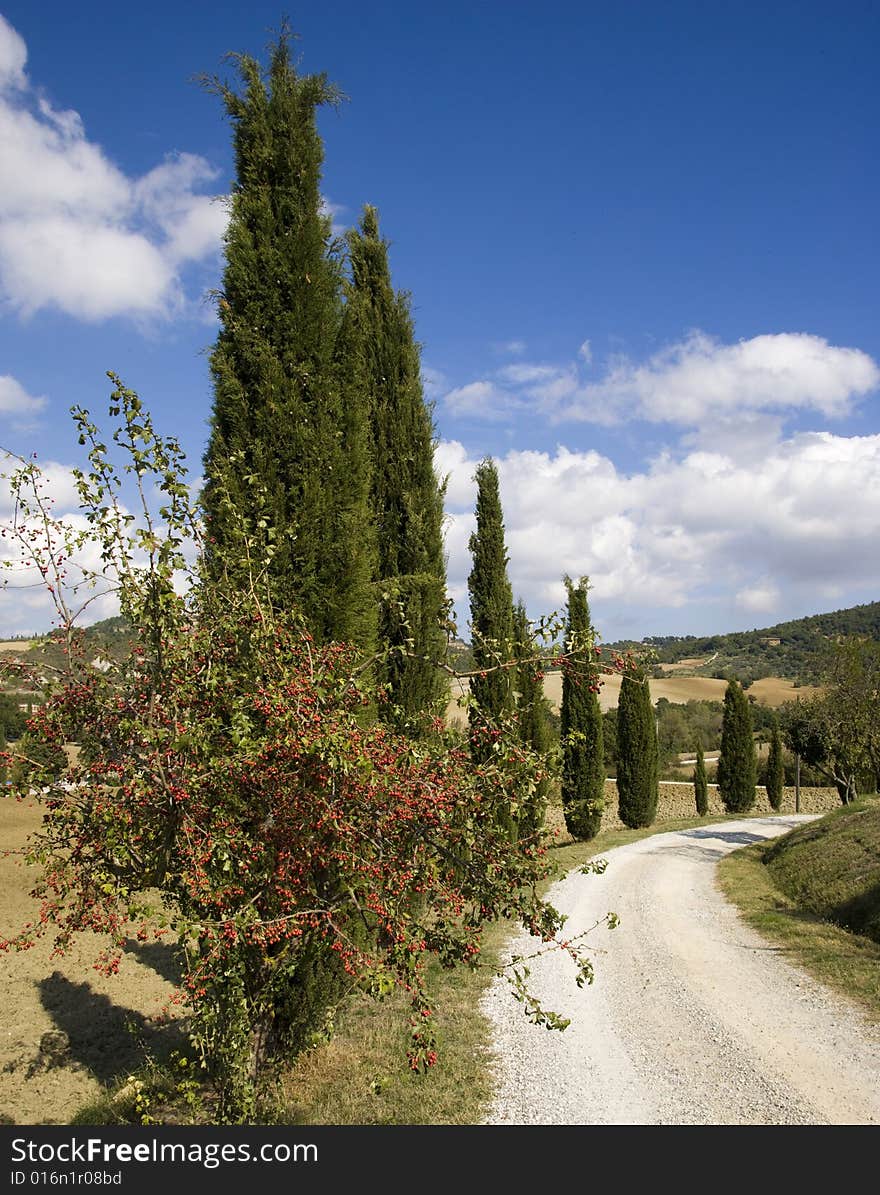 Tuscan landscape, Cypress