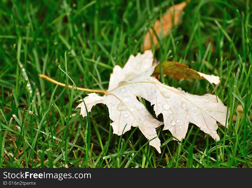 A fallen autumn leaf laying in the grass, covered in raindrops after a rainfall. A fallen autumn leaf laying in the grass, covered in raindrops after a rainfall.