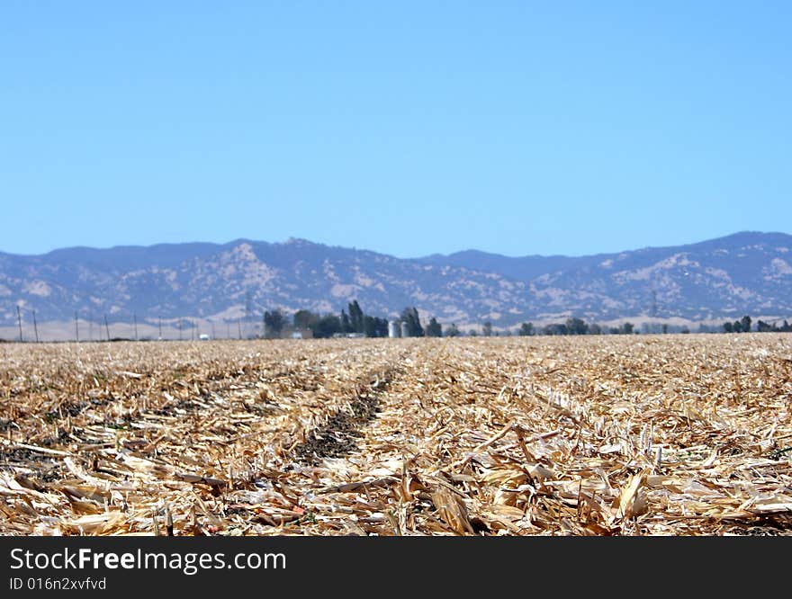 Empty cornfield after the recent fall harvest