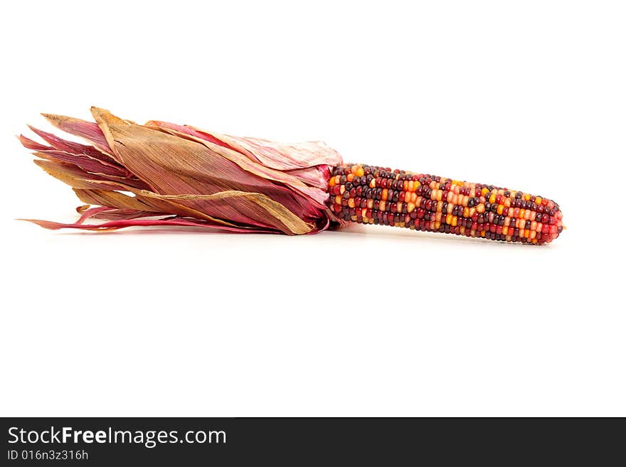 Colorful traditional Thanksgiving corn, isolated on white. Colorful traditional Thanksgiving corn, isolated on white