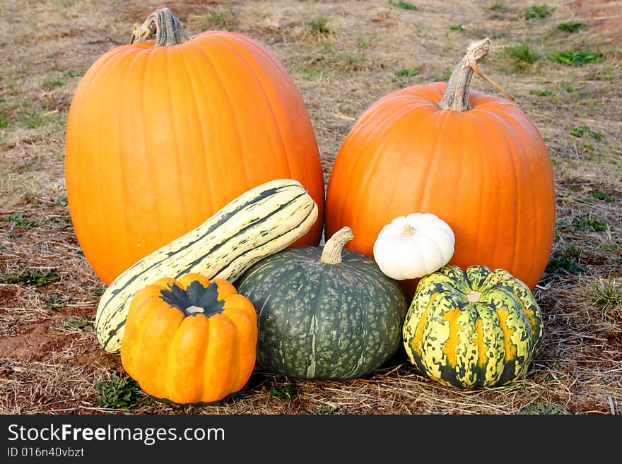 Pumpkins and squash in field