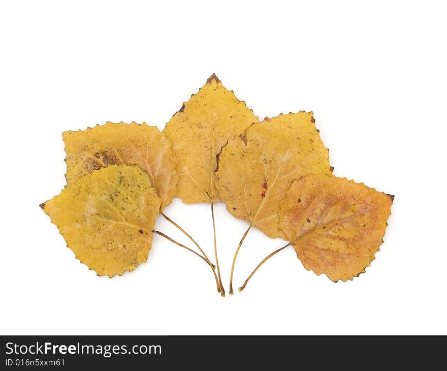 Autumn leaves of an aspen on a white background