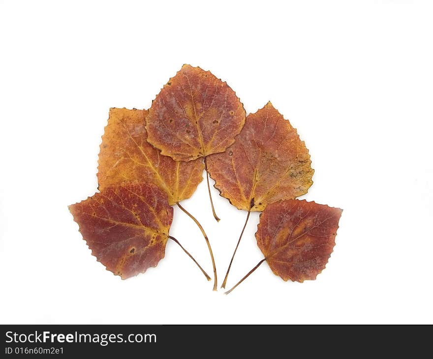 Autumn leaves of an aspen on a white background