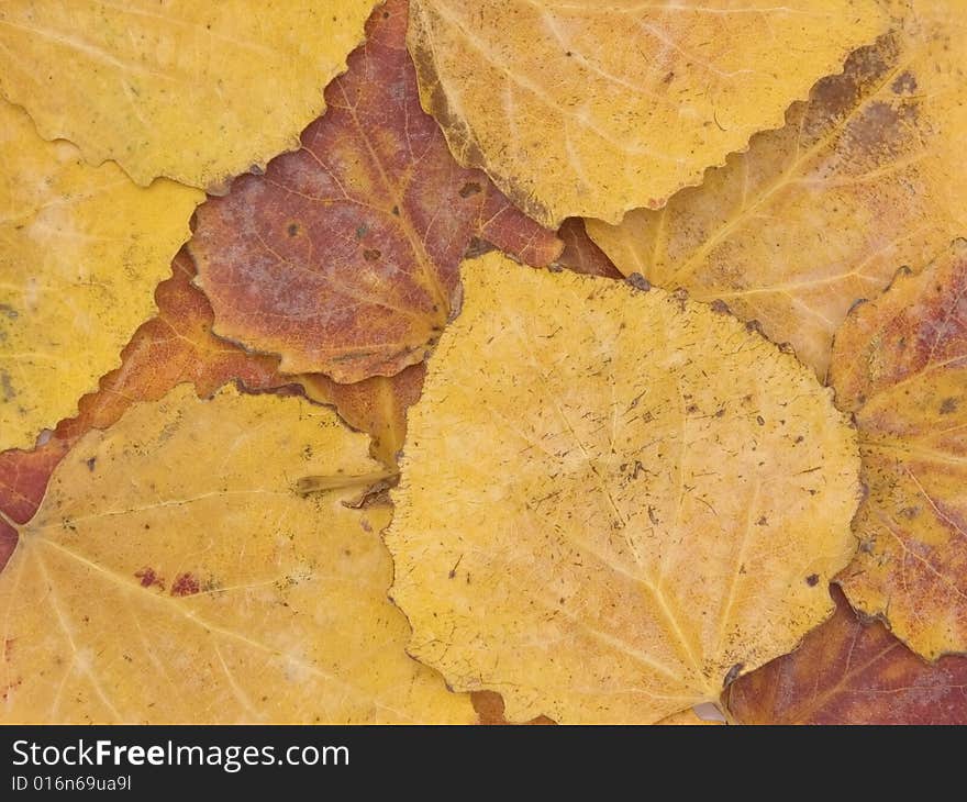 Background from autumn leaves of an aspen of yellow and red colour