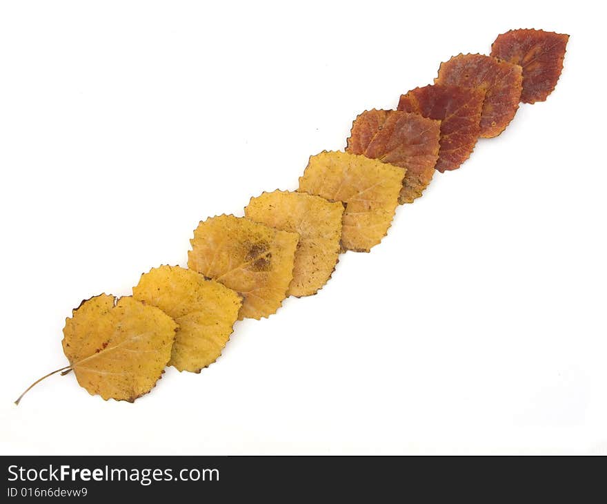 Autumn leaves of an aspen on a white background