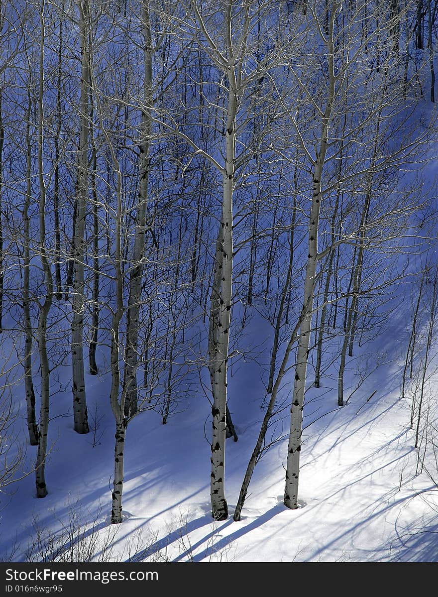 Trees In The Snow