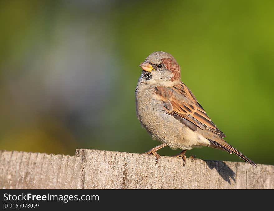 Male House Sparrow