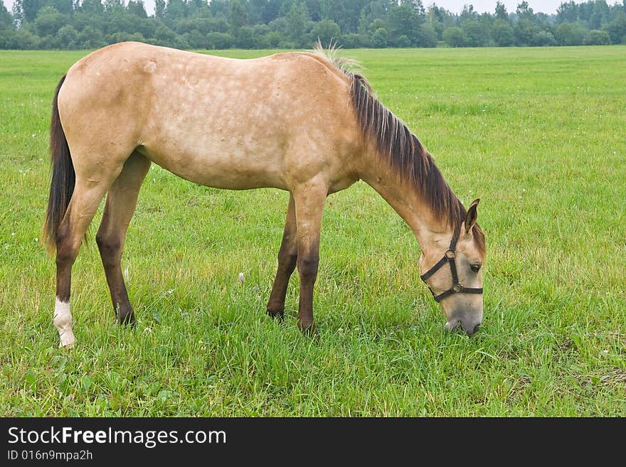 Pasturing horse