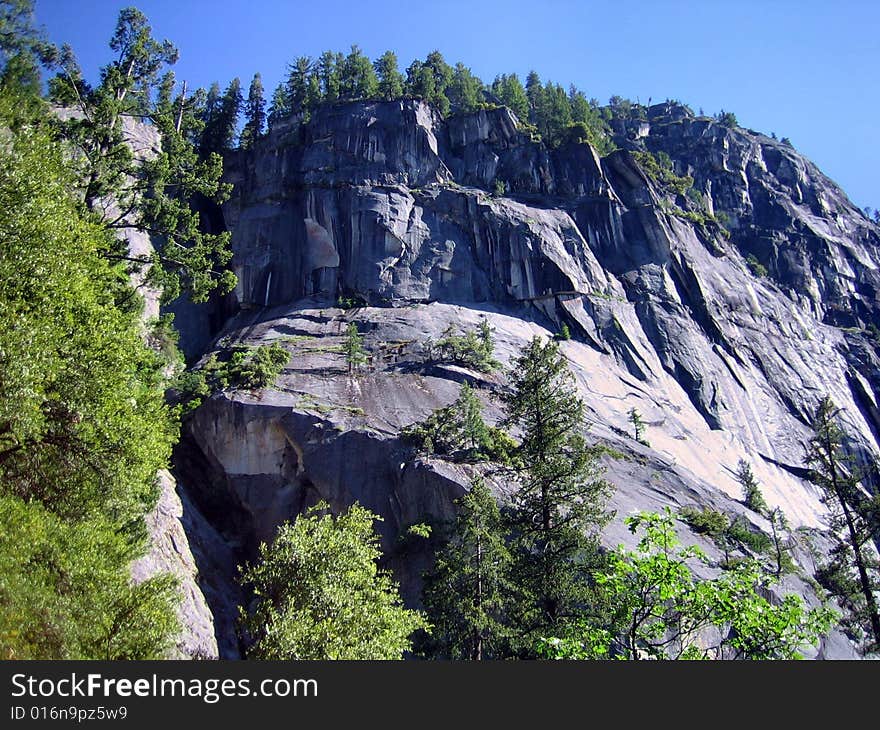 Trees On The Top