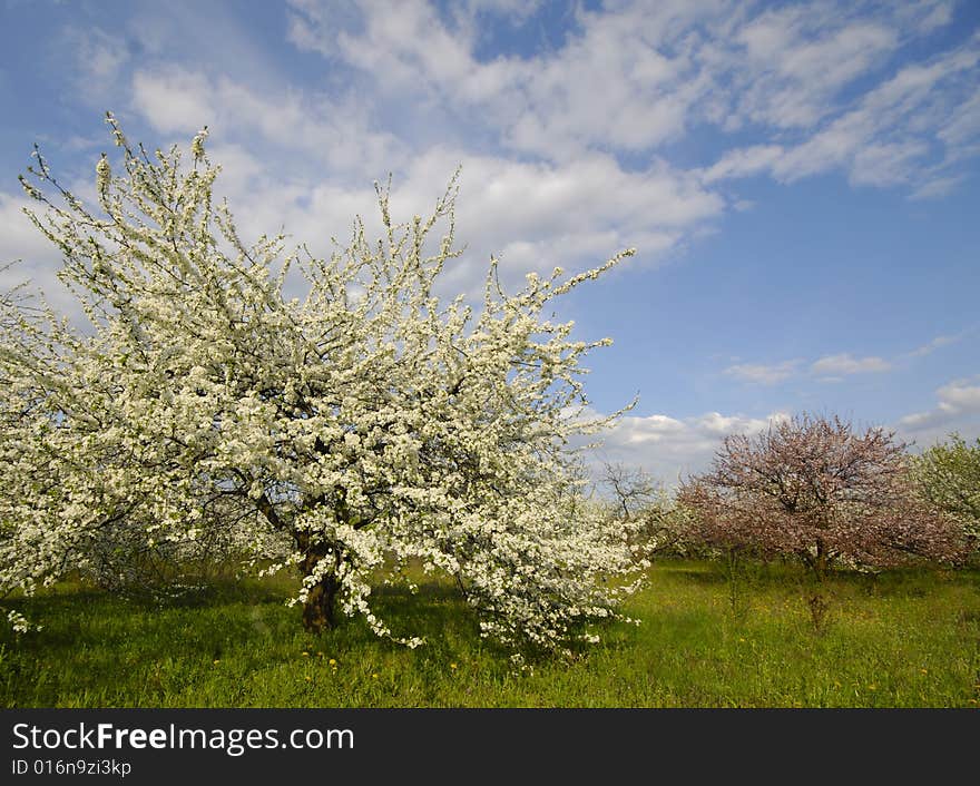 Blossoming in rural district, early spring. Blossoming in rural district, early spring