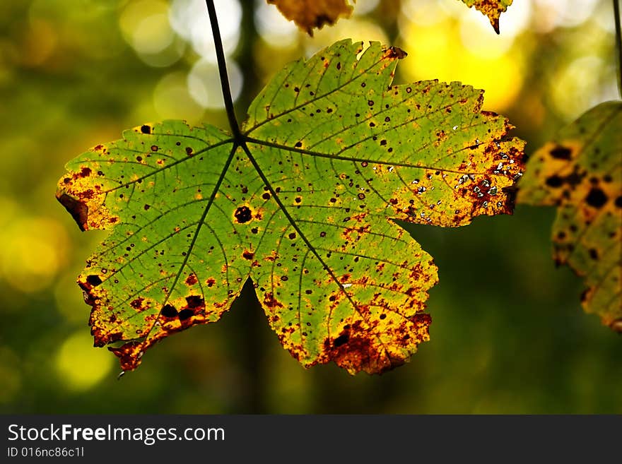 Beautiful detail of autumn leaf. Beautiful detail of autumn leaf