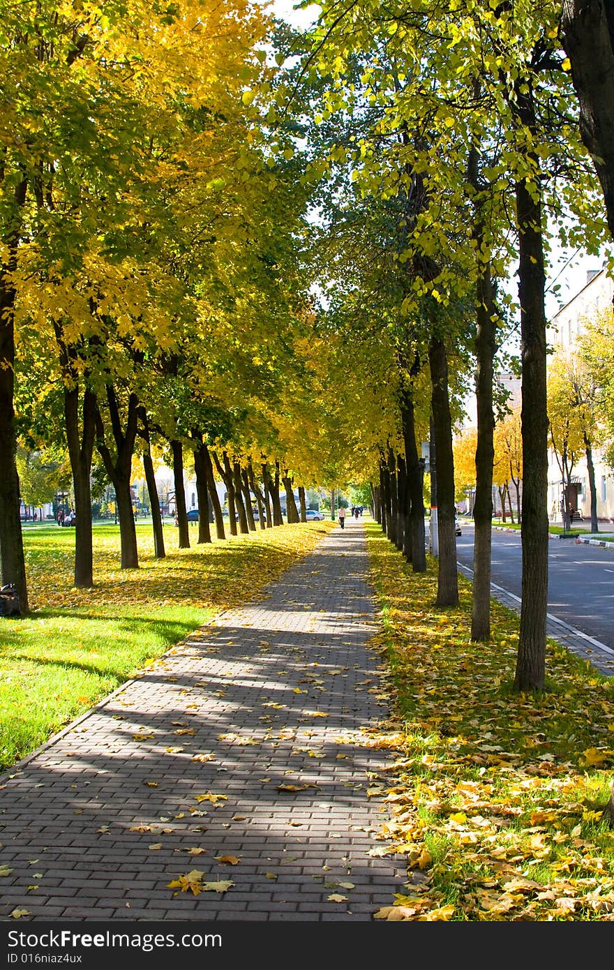 The avenue among trees is covered by leaves