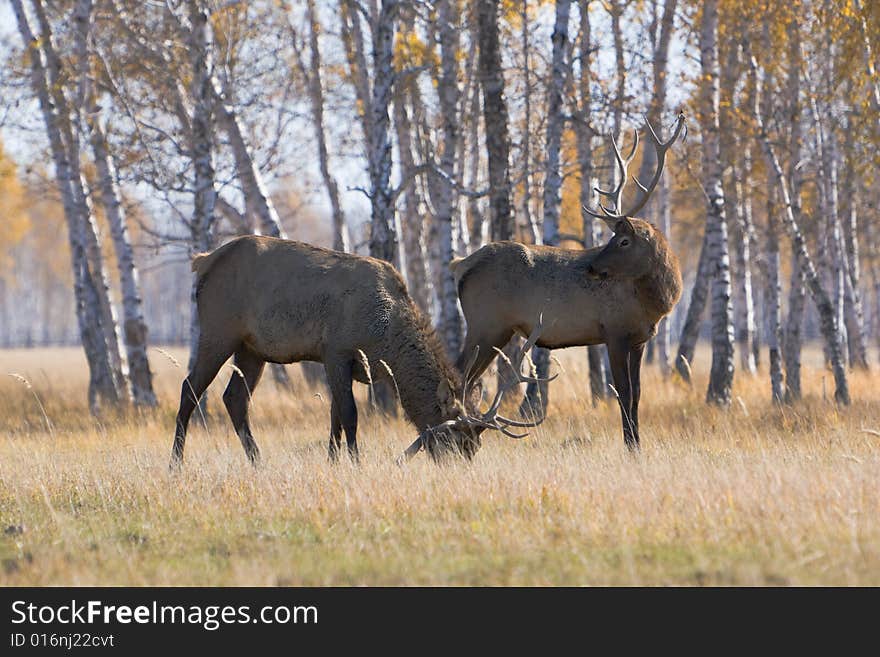 Male deers over forest at autumn