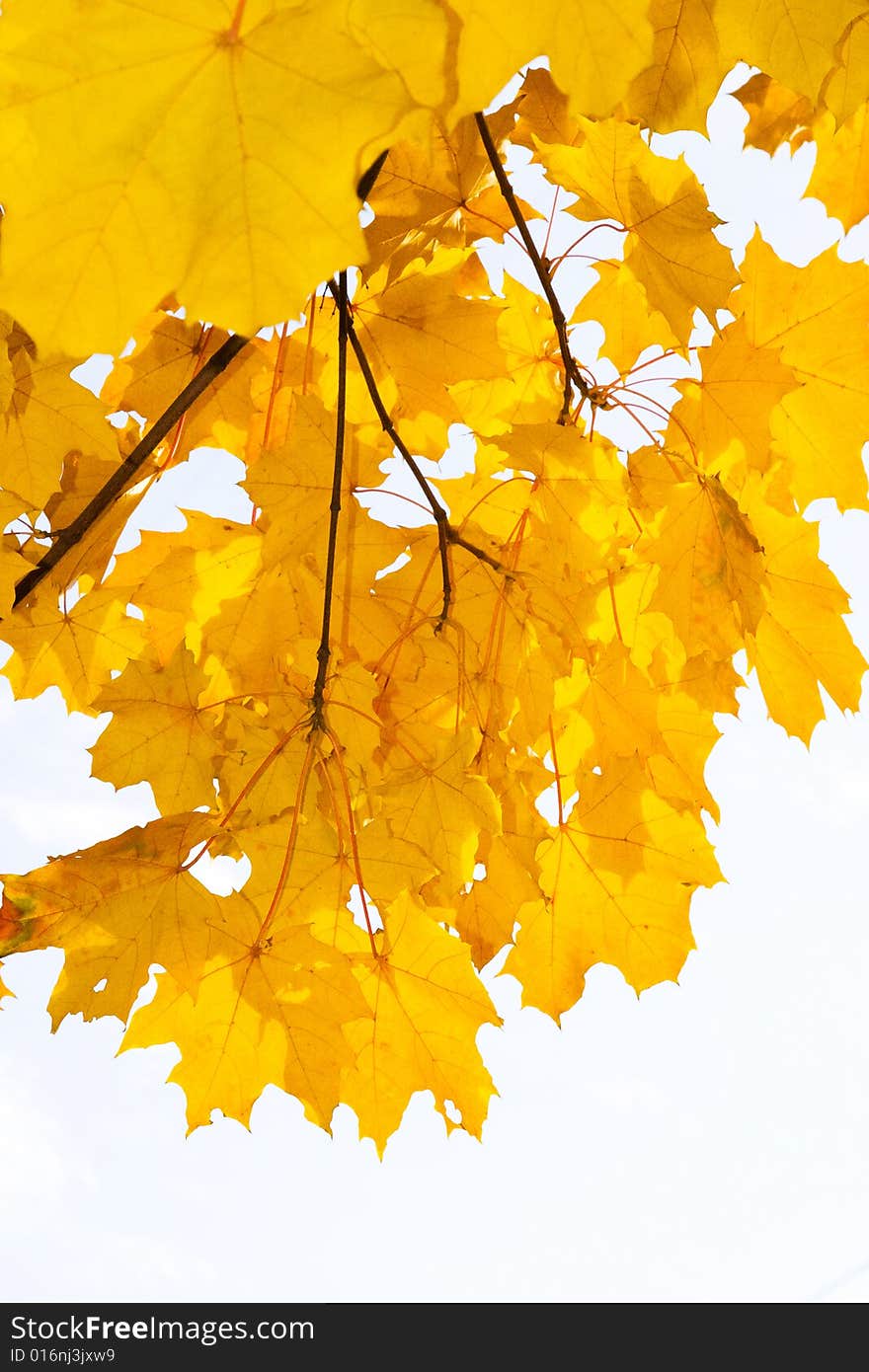 Bright yellow maple leaves in the autumn afternoon